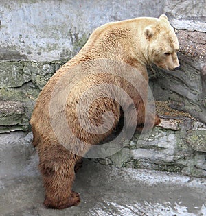 White bear (Ursus maritimus)