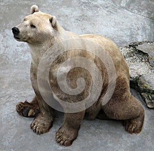 White bear (Ursus maritimus)