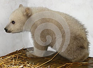 White bear (Ursus maritimus)