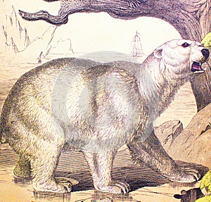 Bianco un orso antico un libro da gli animali secondo  1880 