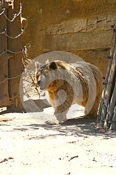 White bear in Zoo, Tabernas, Almeria