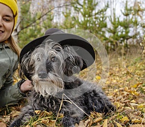 White-bearded fluffy senior dog in a hat on a background of an autumn forest lying on fallen leaves