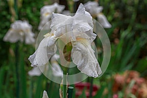 White Bearded Iris