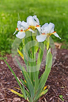 White Bearded Iris in full bloom