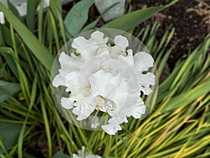 A white bearded iris is growing in a garden