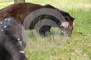 White-bearded masked palm civet