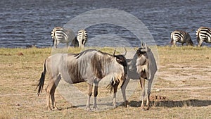 White-bearded wildebeest