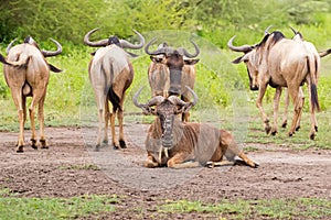 White Bearded Wildebeest, Brindled gnu, Antelope with horns at Serengeti National Park, Tanzania, Africa