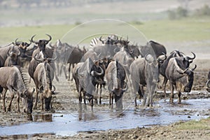 White Bearded Wildebeest on the migration drinking water. Tanzania photo