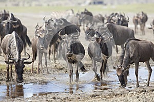 White Bearded Wildebeest on the migration drinking water. Tanzania photo