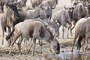 White Bearded Wildebeest on the migration drinking water. Tanzania photo