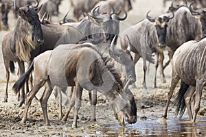 White Bearded Wildebeest on the migration drinking water. Tanzania