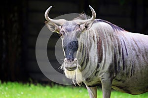 White Bearded Wildebeest in Nature