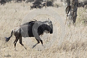 White bearded Wildebeest running through the savannah on a hot d