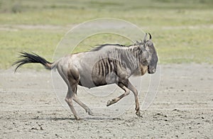 White Bearded Wildebeest running, Tanzania