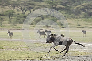 White Bearded Wildebeest running, Tanzania photo