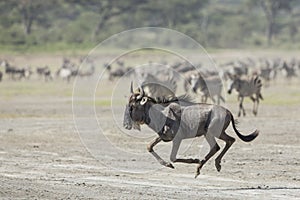 White Bearded Wildebeest running, Tanzania photo