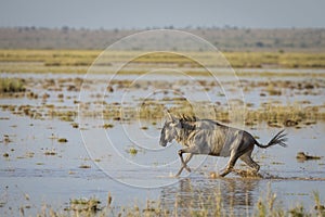 White bearded wildebeest running through wet plains of Amboseli National Park in Kenya