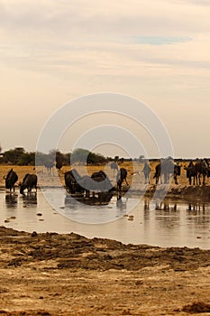 White-bearded Wildebeest shaking his head beside Nxai Pan