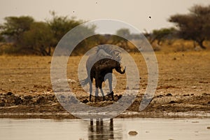 White-bearded Wildebeest shaking his head beside Nxai Pan