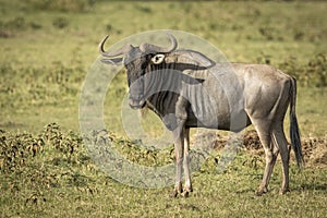 White bearded wildebeest standing in green grass in Amboseli National Park in Kenya