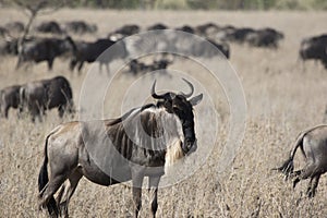 White bearded Wildebeest which stands in a dry savanna against t