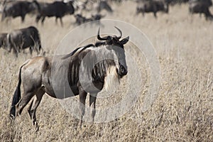 White bearded Wildebeest which stands in a dry shroud on the background of a running herd