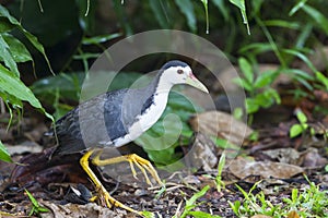 White-beasted Waterhen