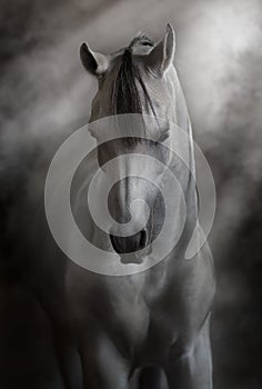 White beautiful arabian stallion