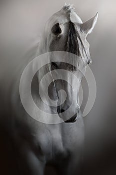 White beautiful arabian stallion