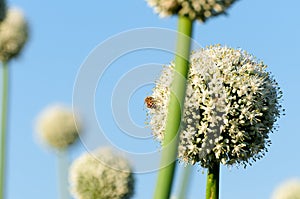 Bianco bellissimo il grande cipolla fiori un api 