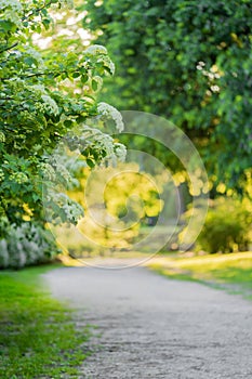 White beautiful blooming flowers in the spring sunny day in the park