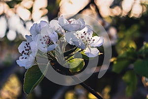 The branches of a tree blooming with beautiful white flowers on a sunny spring day at sunset.