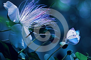 White beautiful butterflies against a background of tropical flowers. Natural summer spring artistic macro image