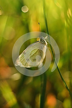 White beautiful butterfly on a blade of grass