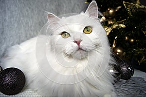 White beautiful cat with green eyes lies on a gray scarf on the background of a Christmas tree and festive, wooden ornaments