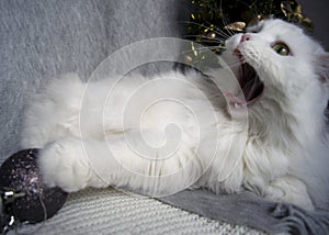 White beautiful cat with green eyes lies on a gray scarf on the background of a Christmas tree and festive, wooden ornaments