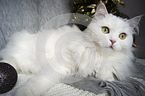 White beautiful cat with green eyes lies on a gray scarf on the background of a Christmas tree and festive, wooden ornaments