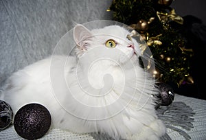 White beautiful cat with green eyes lies on a gray scarf on the background of a Christmas tree and festive, wooden ornaments