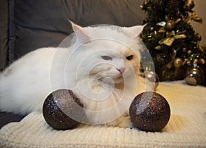 White beautiful cat with green eyes lies on a gray scarf on the background of a Christmas tree and holiday decorations, w