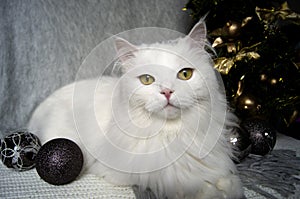 White beautiful cat lies on a gray scarf on the background of Christmas, holiday, wooden ornaments