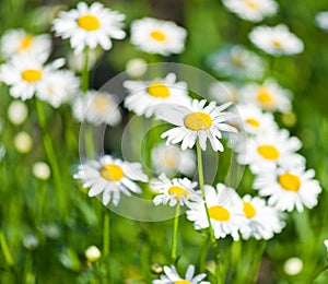 White beautiful chamomiles