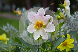 White beautiful dahlia flower with green caterpillar on natural