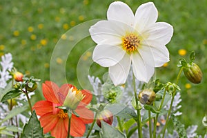 White beautiful dahlia flower on natural background.