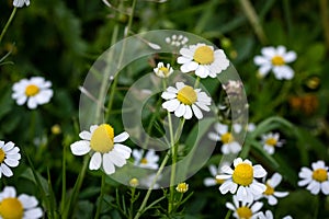 White beautiful daisies on a field of green grass in spring. Chamomile flowers on a meadow in spring.