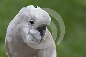 White beautiful feather macaw parrot with classic green grass background
