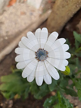 White and beautiful flower photo