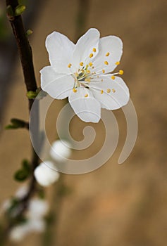 White beautiful flower and buds on a branch of a blossoming fruit tree in the springtime.