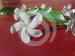 White beautiful flower with dark greenish leave