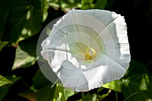 Ipomoea